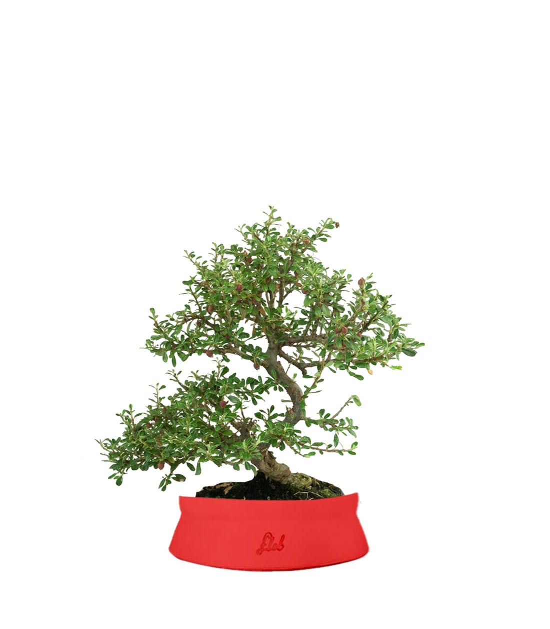Cotoneaster microphylla