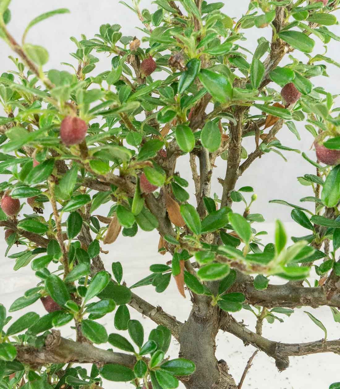 Cotoneaster microphylla