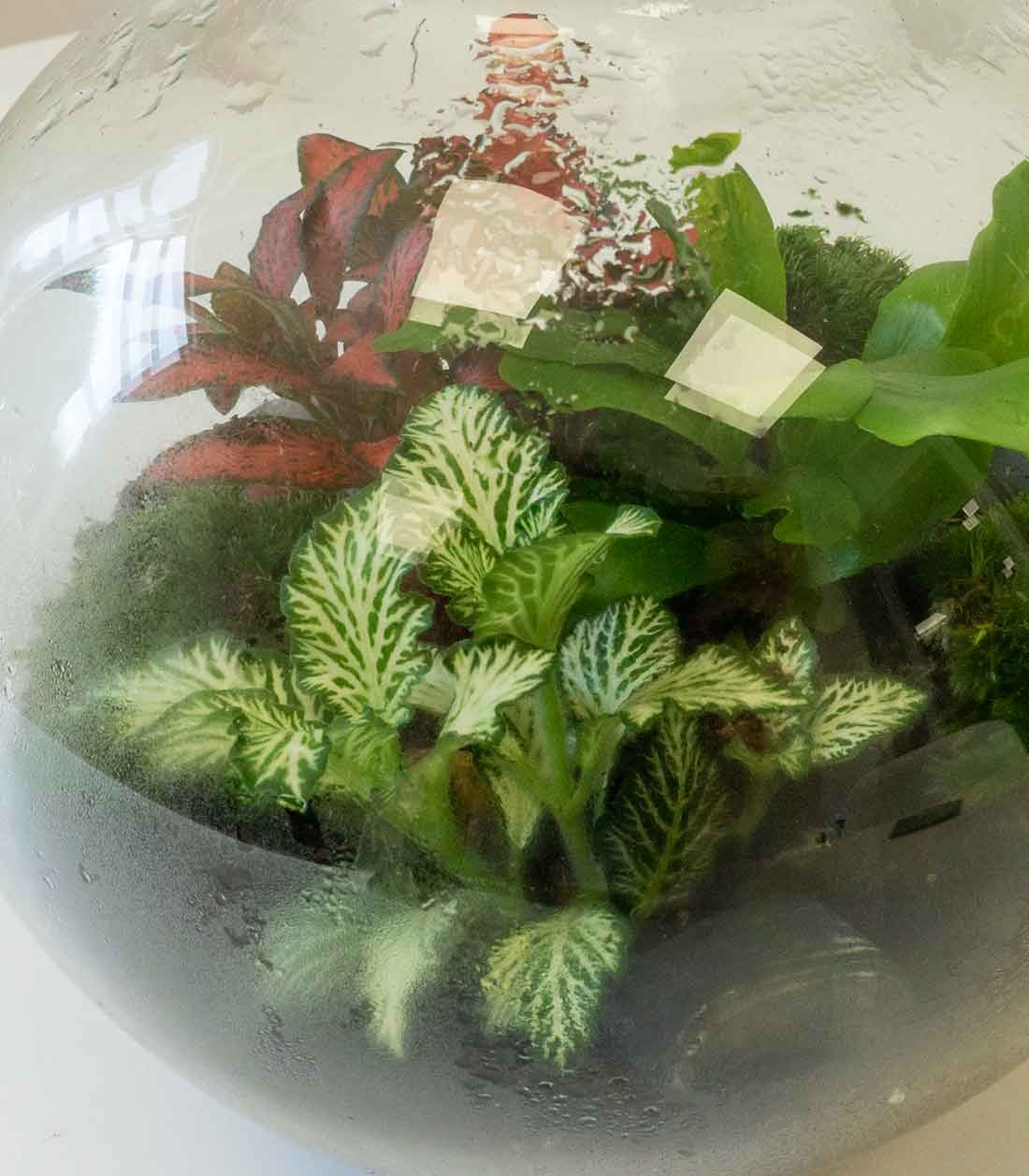 Terrarium in vetro sfera con fittonia