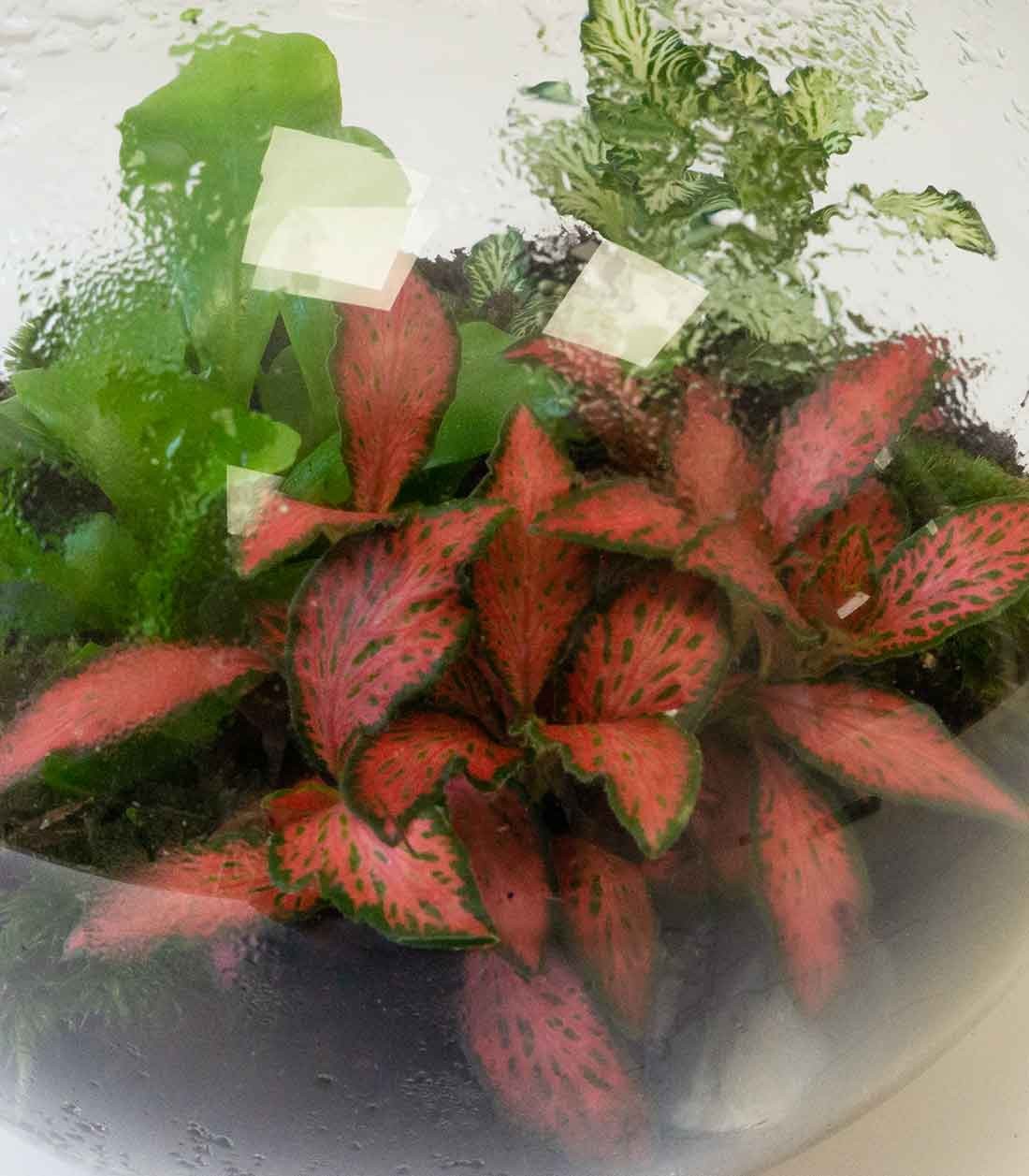 Terrarium in vetro sfera con fittonia