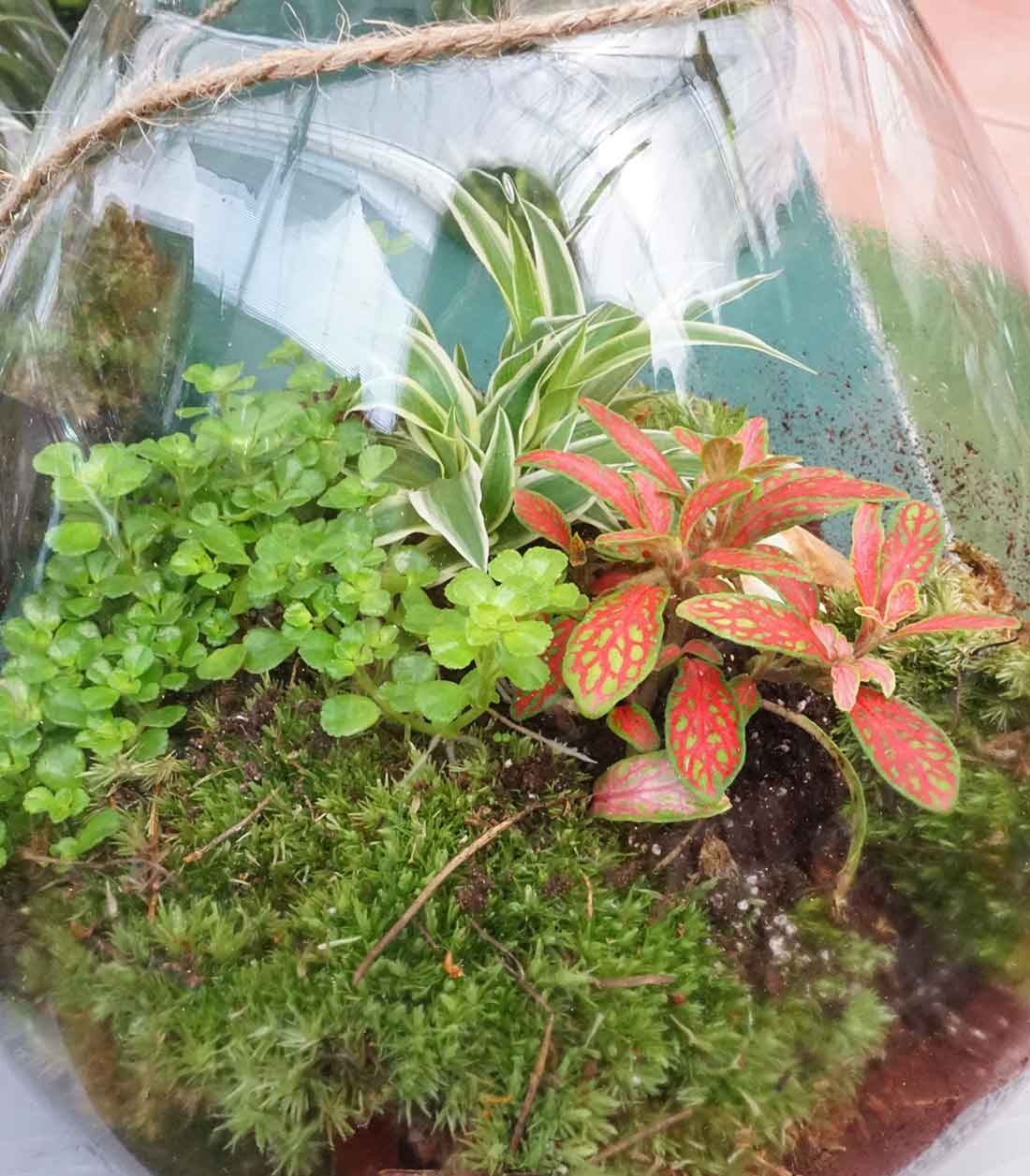 Mix piante in terrario con fittonia