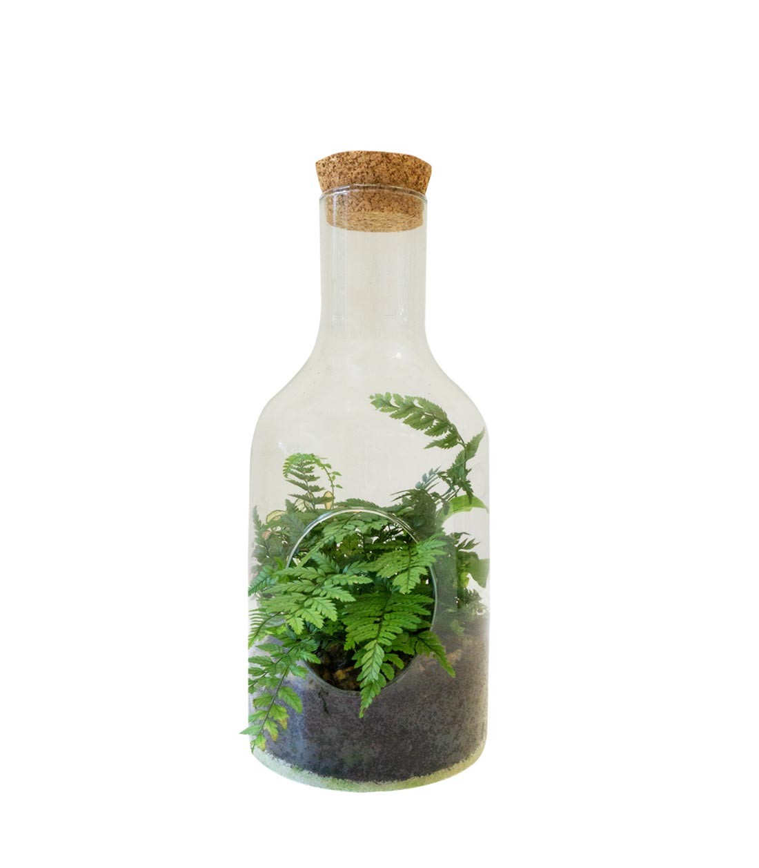 Terrarium in bottiglia con Felce