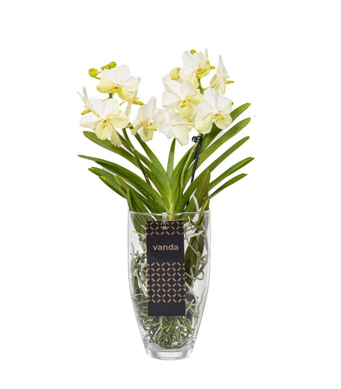 Orchidea Vanda in vaso di vetro