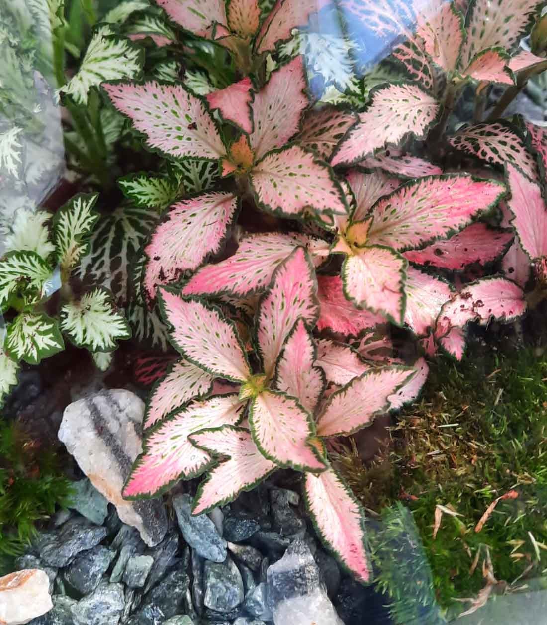 Terrario in vetro big con mix di piante