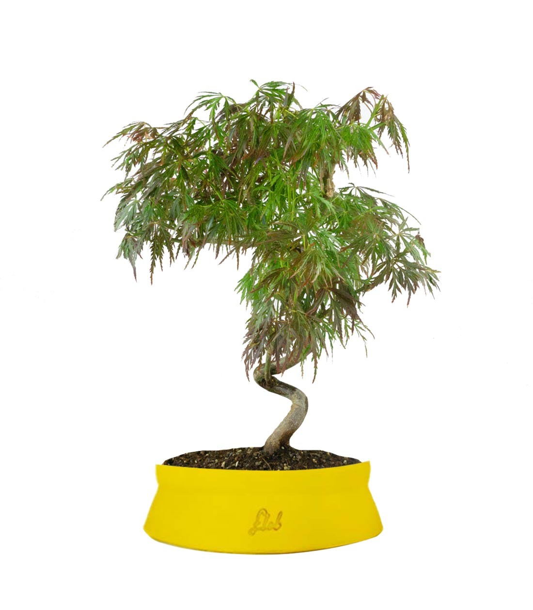 Acero palmato atropurpureum | bonsai 10 anni