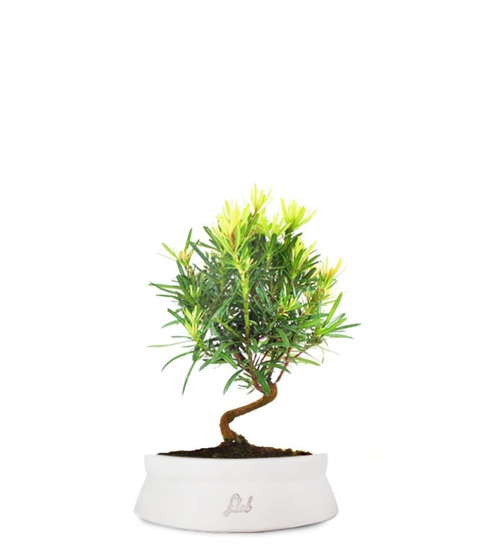 Podocarpus S