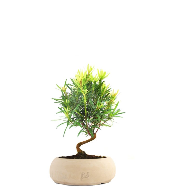 Podocarpus S