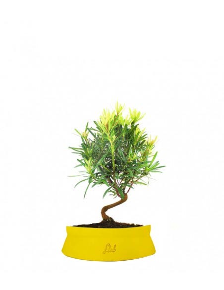 Podocarpus S