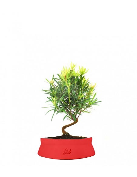 Podocarpus S
