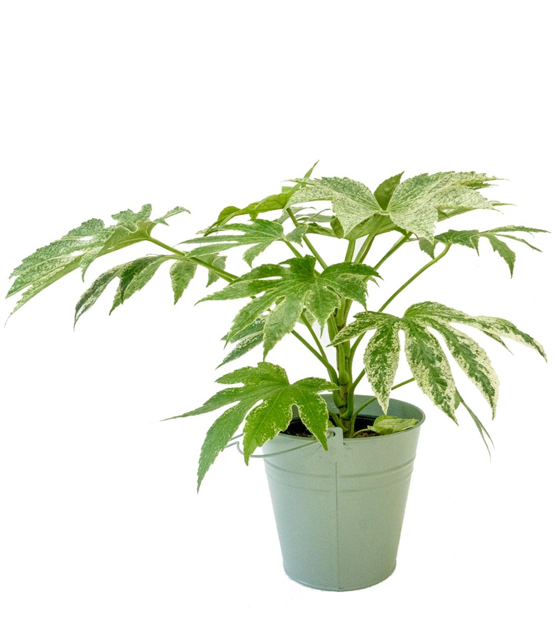 Aralia | Variegata o Fatsia Giapponese