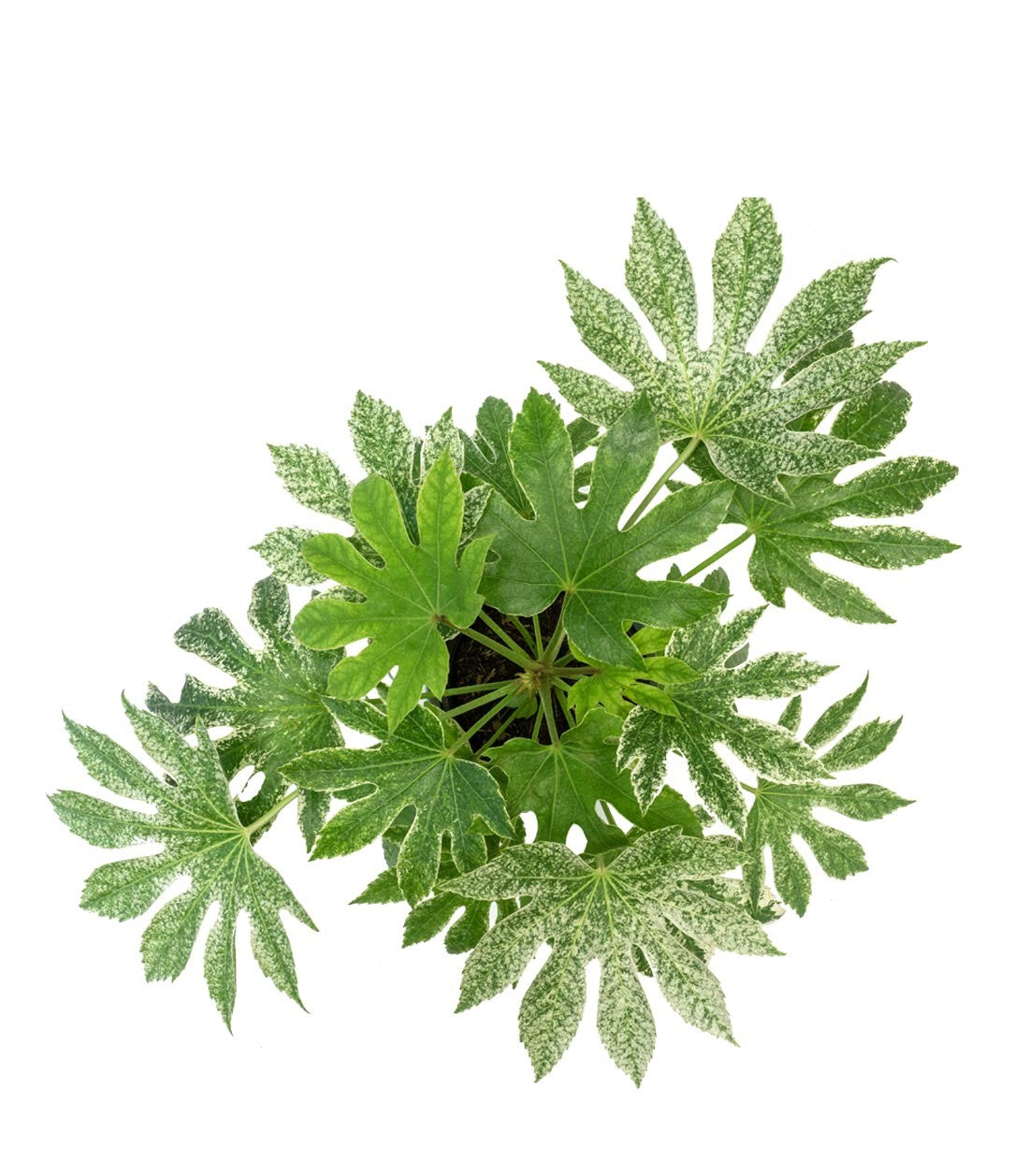 Aralia | Variegata o Fatsia Giapponese