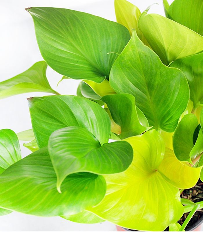 Filodendro Lemon Lime