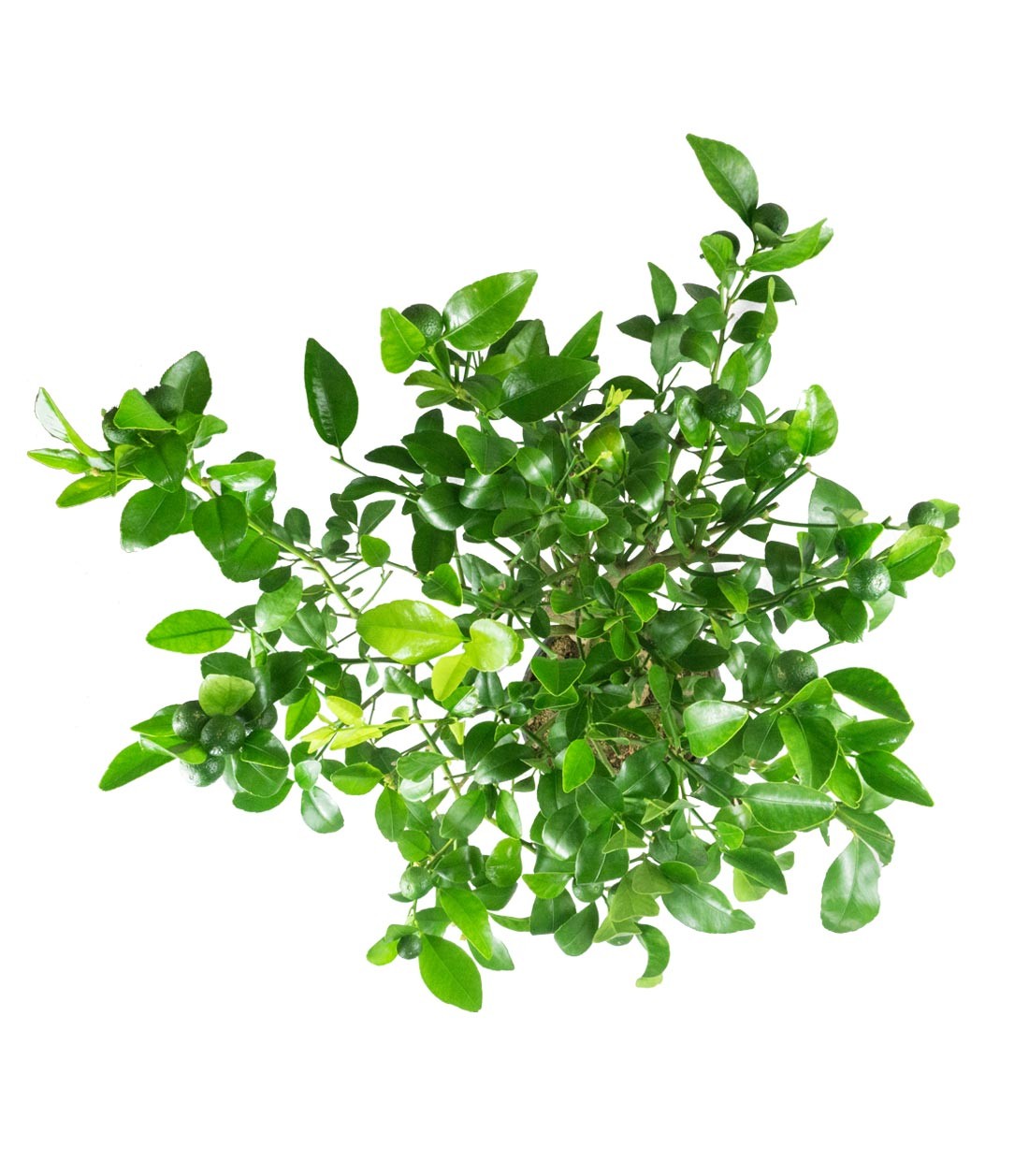 Citrus reshni bonsai o mandarino cleopatra 14 anni