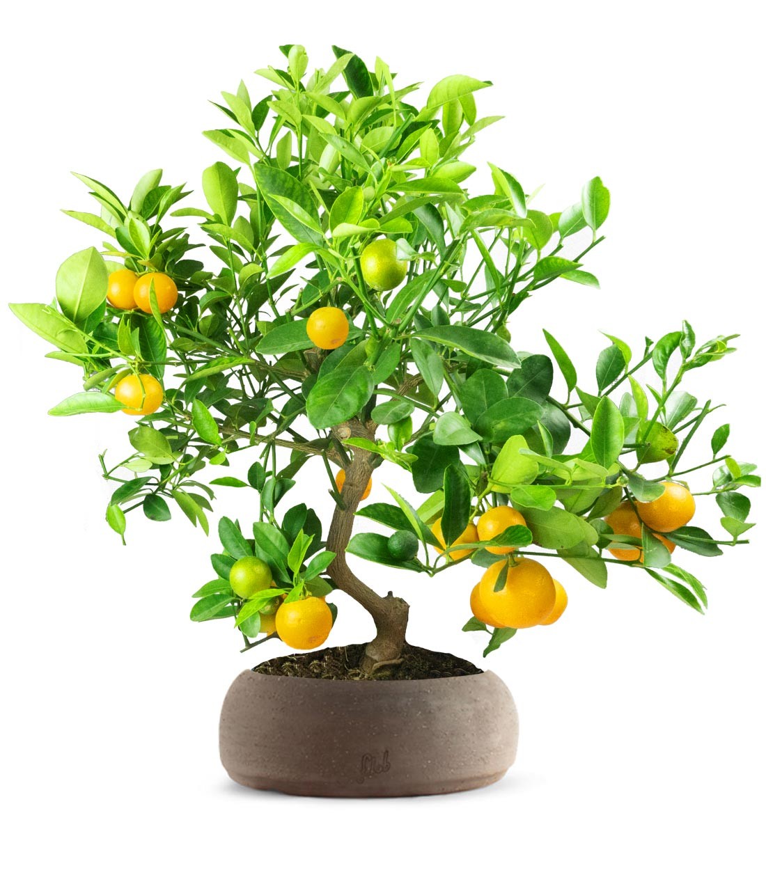 Citrus