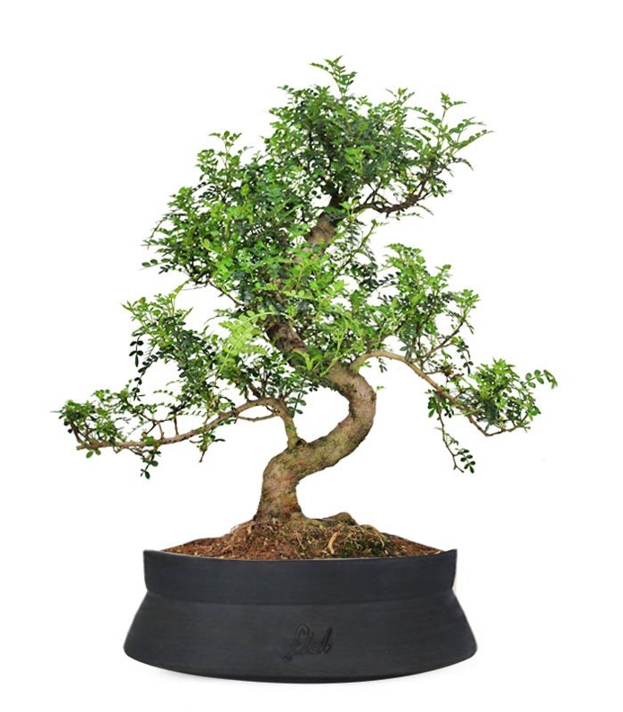 Pepe Bonsai XXXL