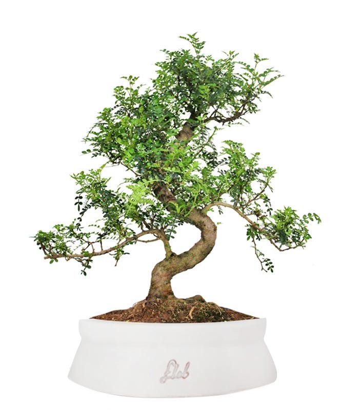 Pepe Bonsai XXXL