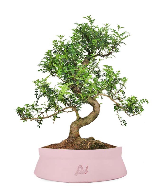 Pepe Bonsai XXXL