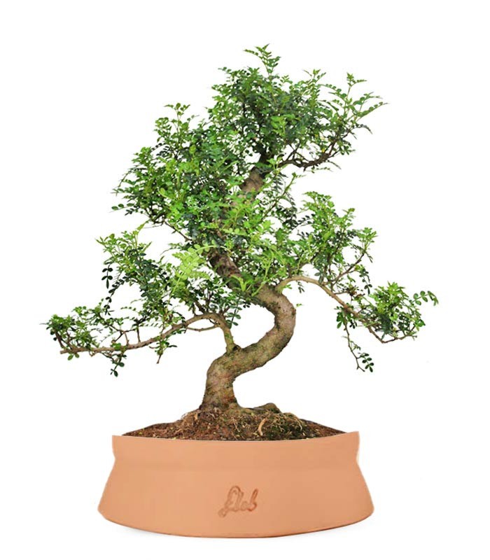Pepe Bonsai XXXL