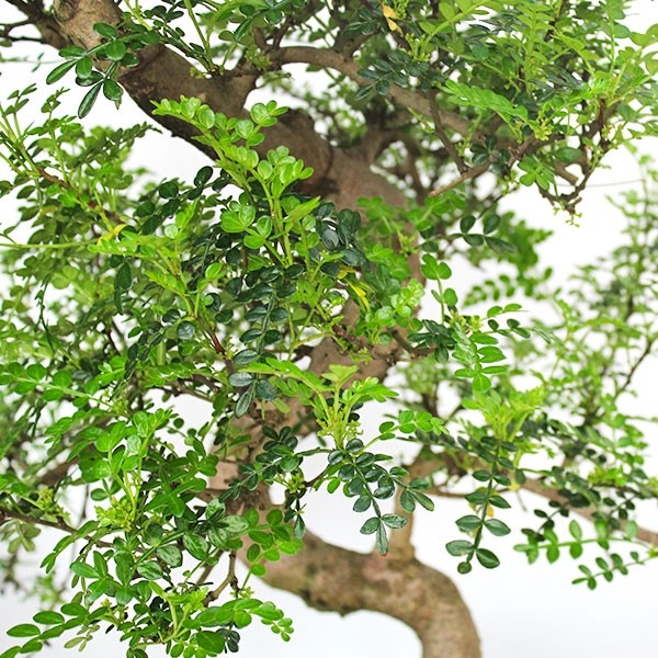 Pepe Bonsai XXXL