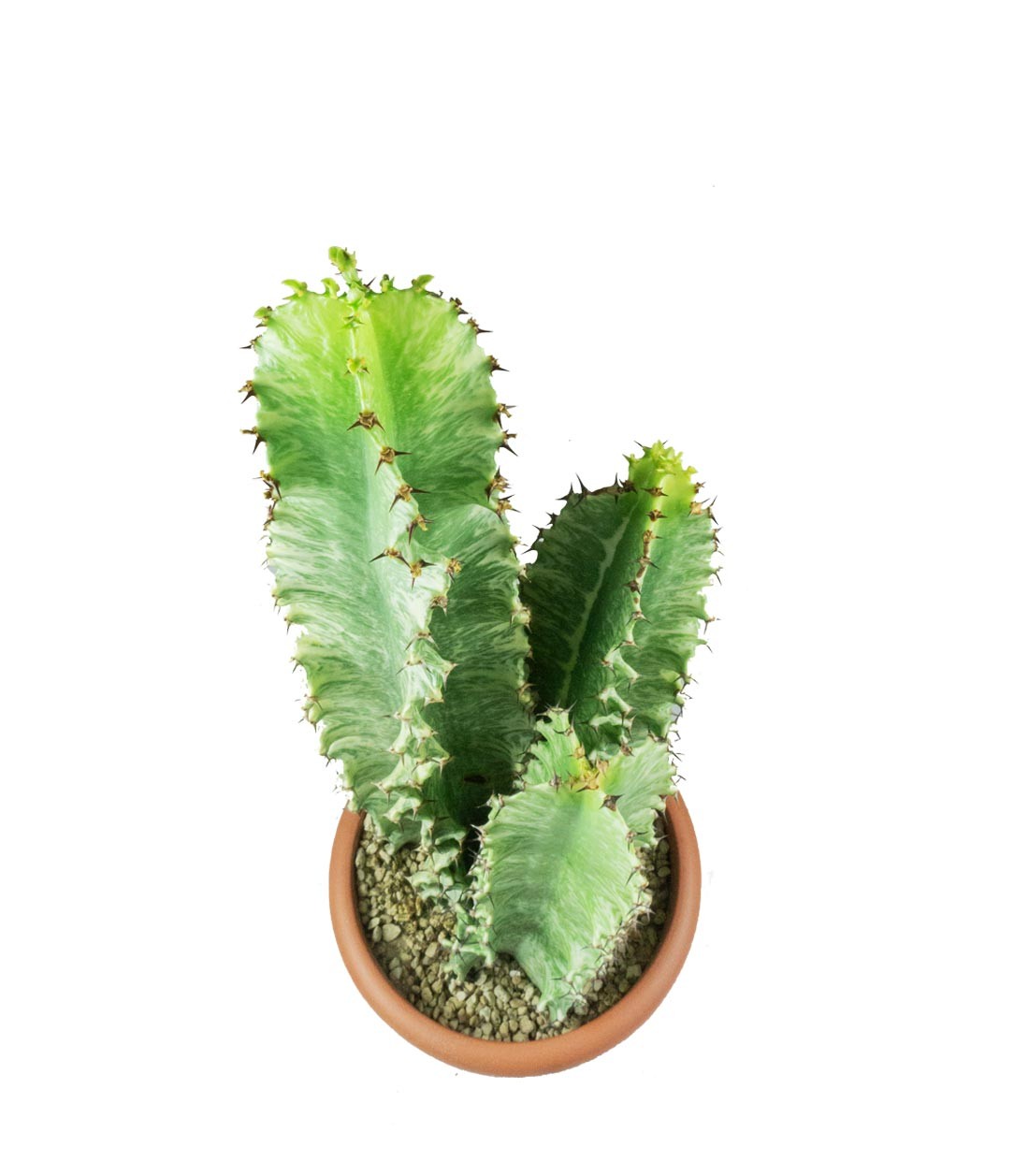 Euphorbia Eritrea Variegata