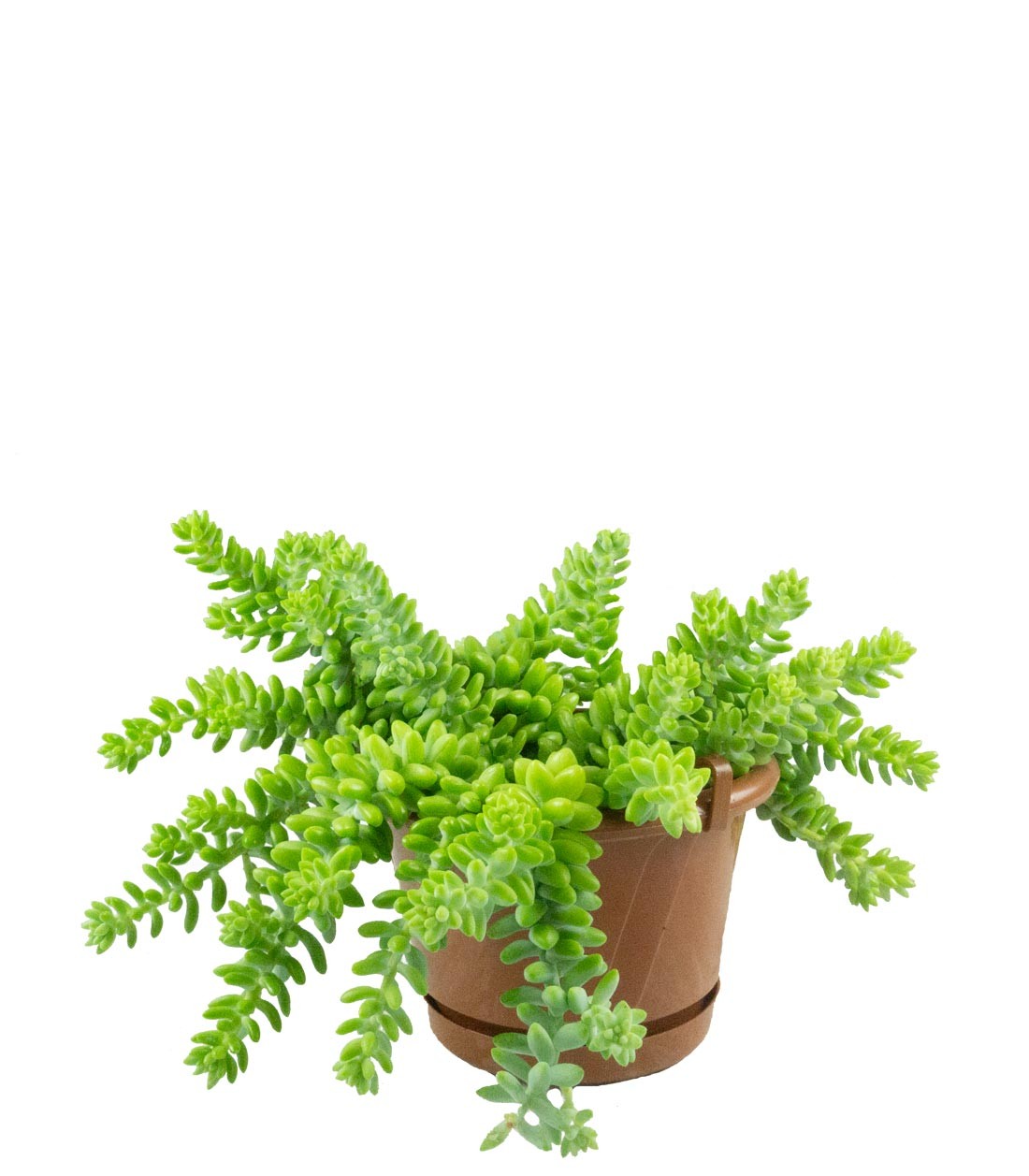 Sedum burrito