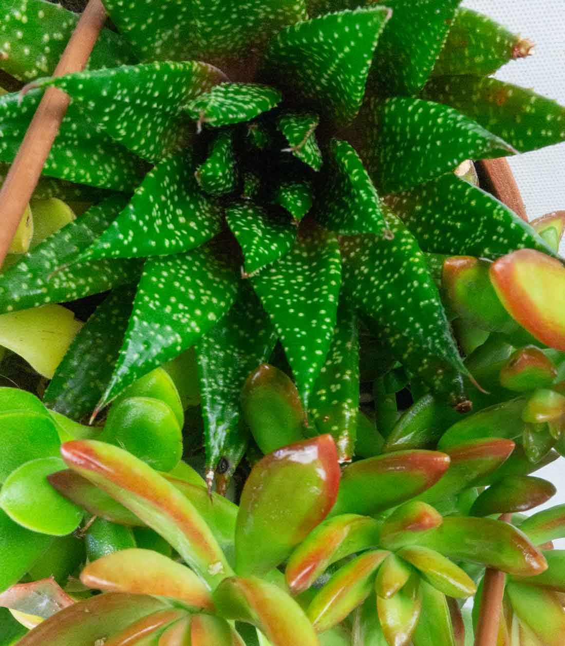 Ciotola succulente Mix
