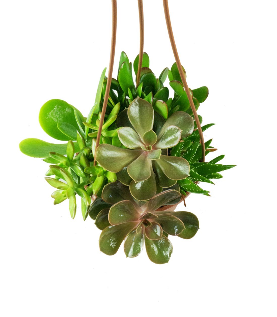 Ciotola succulente Mix