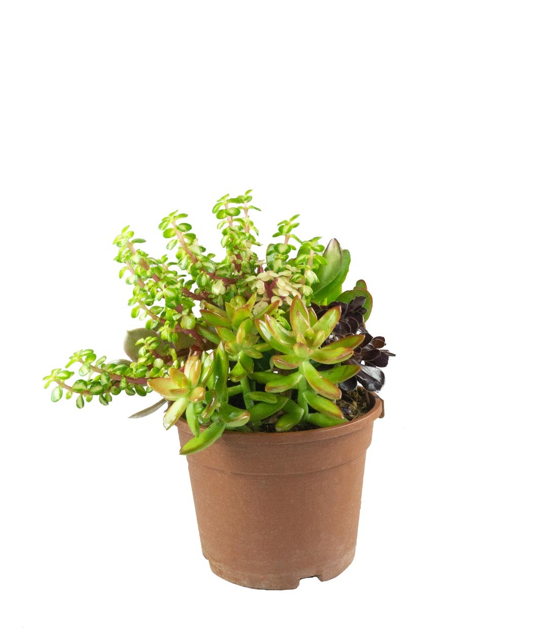 Ciotola succulente Mix