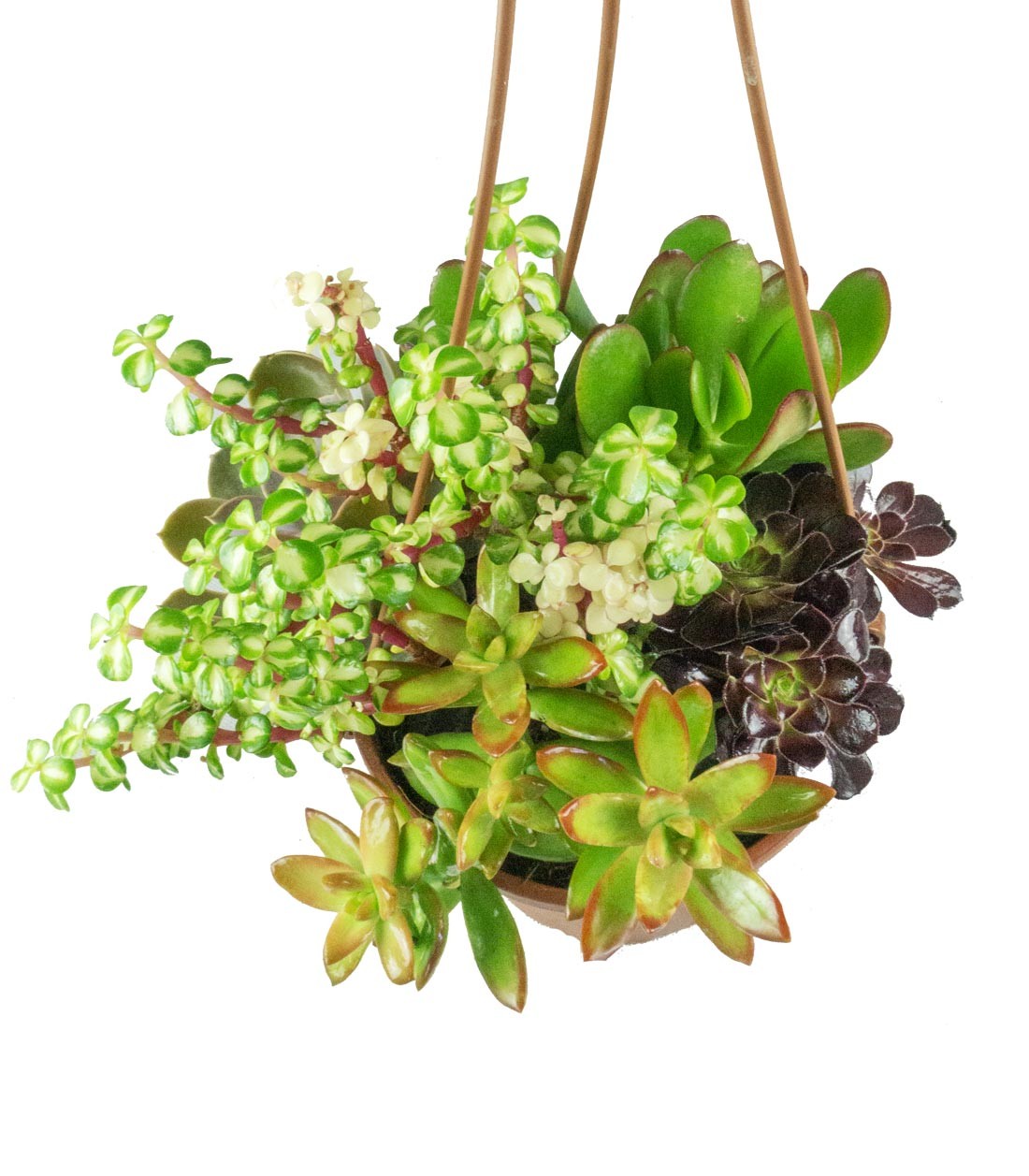 Ciotola succulente Mix