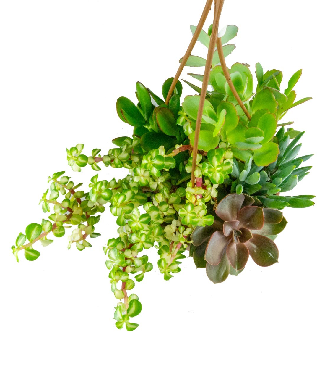 Ciotola succulente Mix