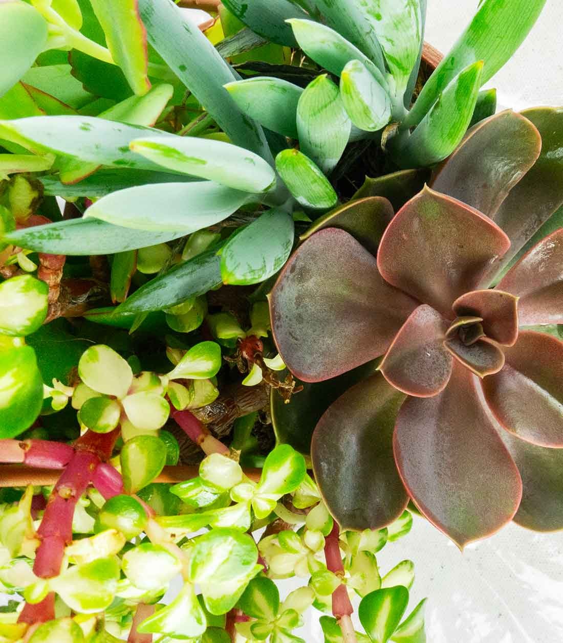 Ciotola succulente Mix