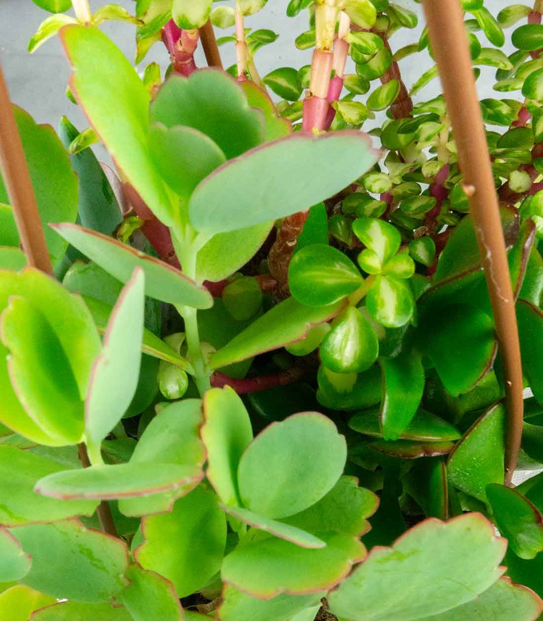 Ciotola succulente Mix
