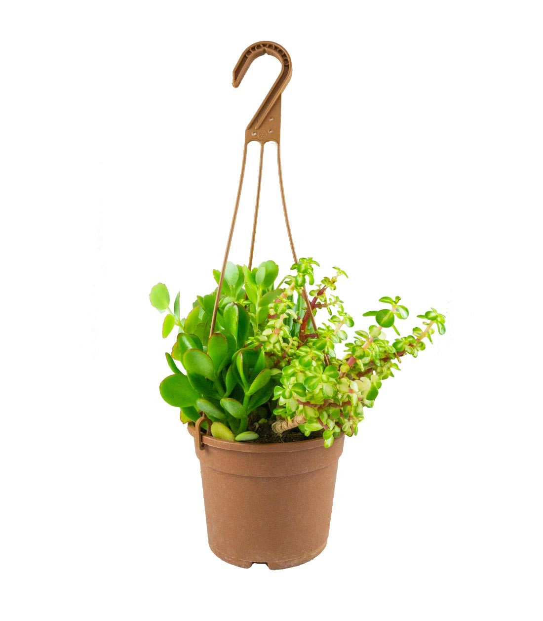 Ciotola succulente Mix
