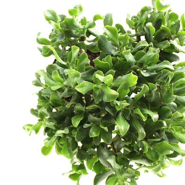 Crassula arborescens