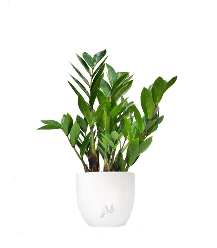 Zamia - Zamioculcas zamiifolia