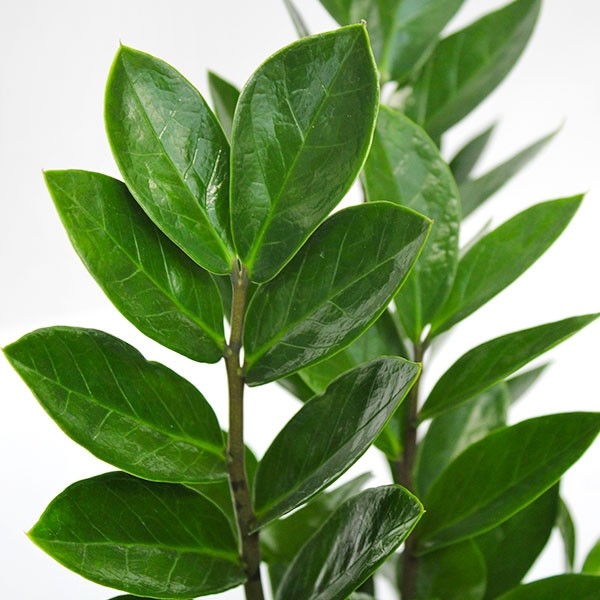 Zamia - Zamioculcas zamiifolia