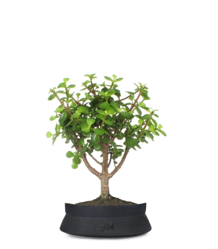 Portulacaria Bonsai M