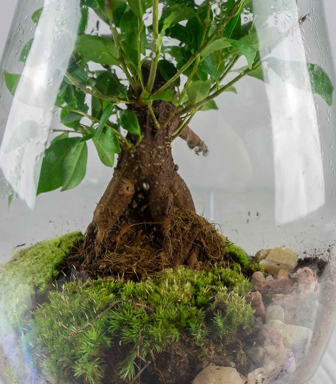 Ficus Ginseng in terrario con LED