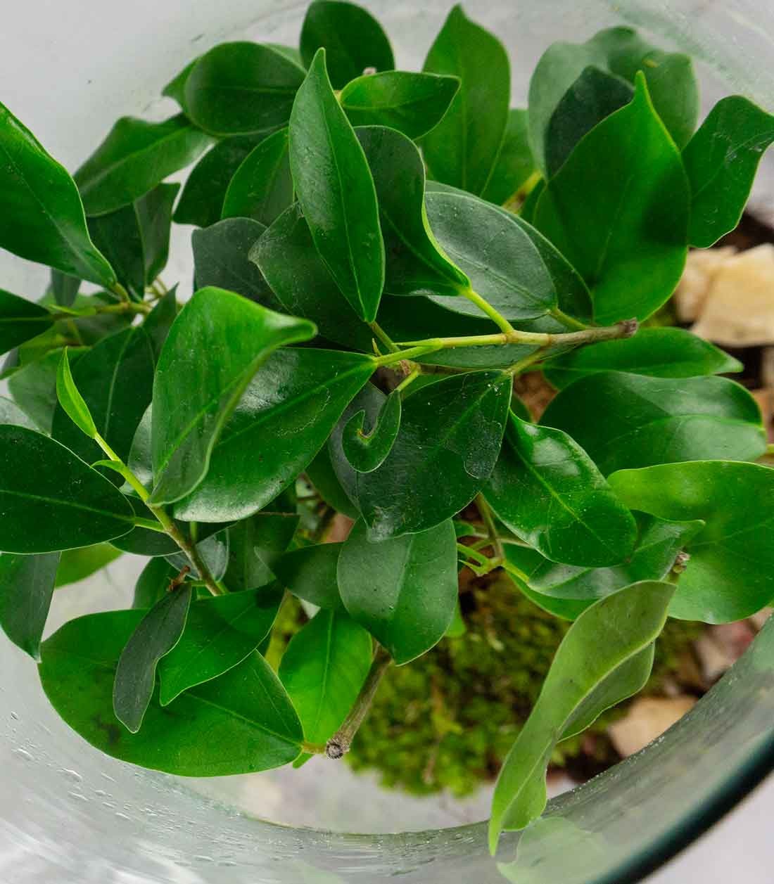 Ficus Ginseng in terrario con LED