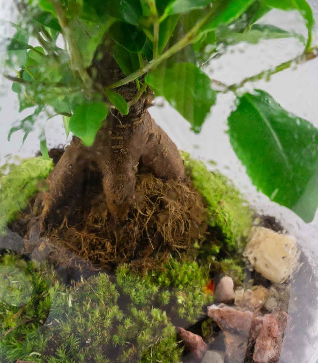 Ficus Ginseng in terrario con LED