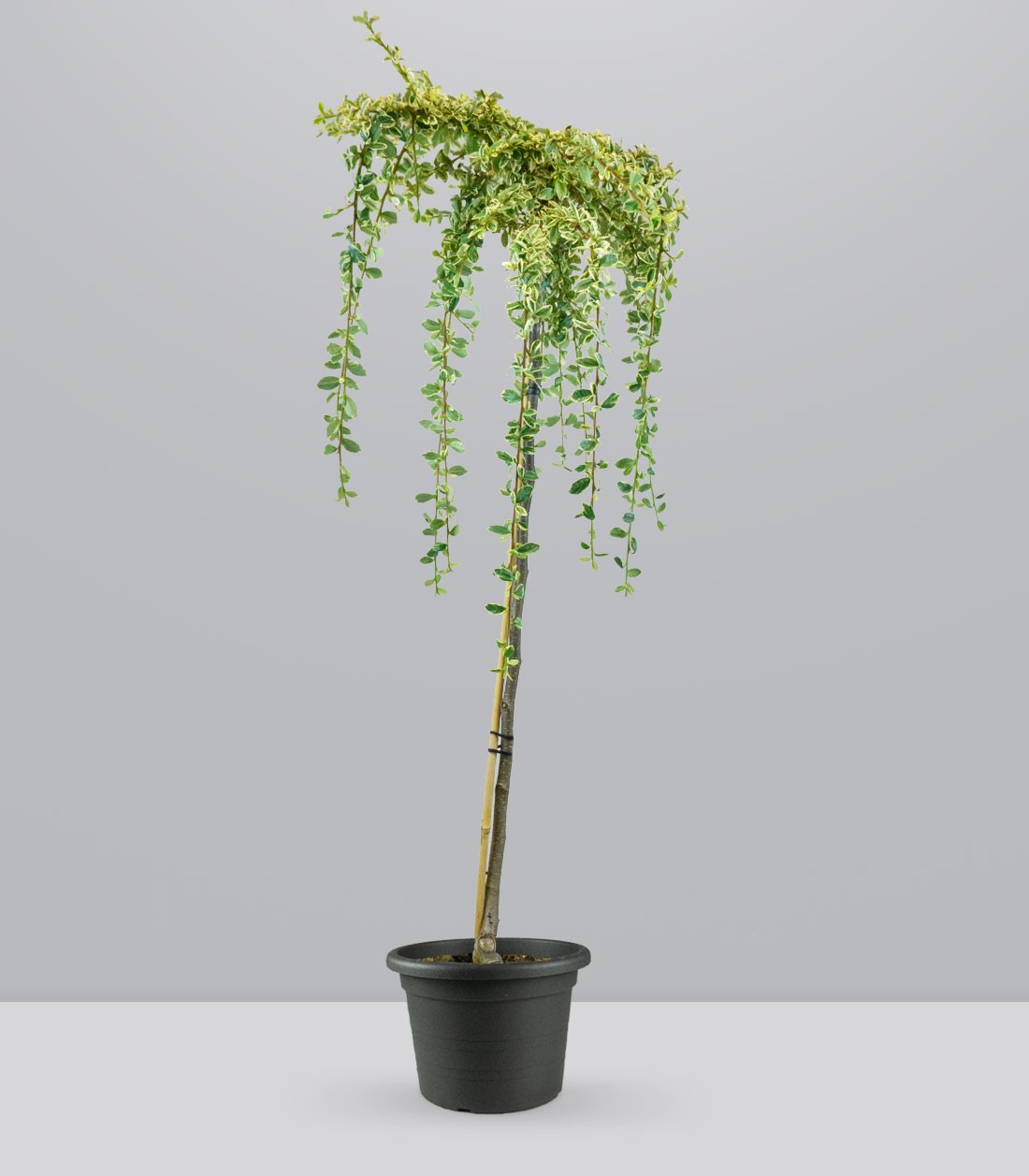 Cotoneaster Suecicus Juliette