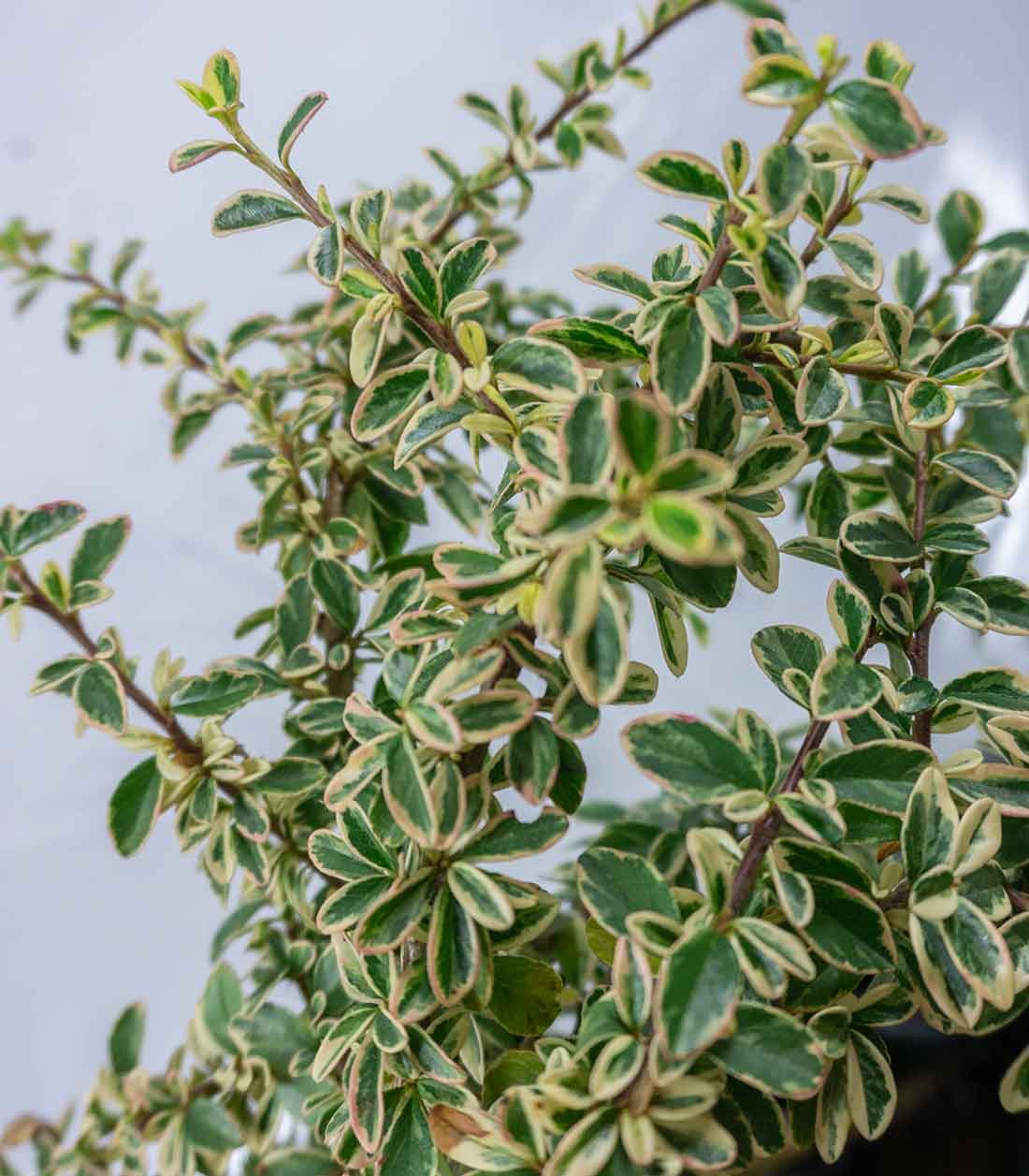 Cotoneaster Suecicus Juliette