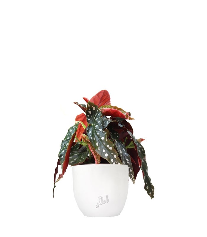 Begonia Maculata Wightii vaso 14