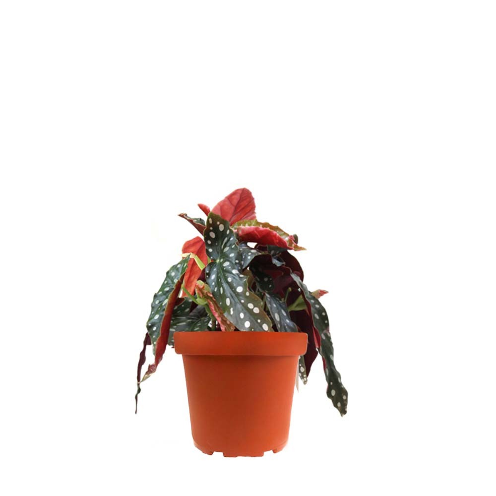Begonia Maculata Wightii vaso 14