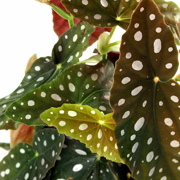 Begonia Maculata Wightii vaso 14