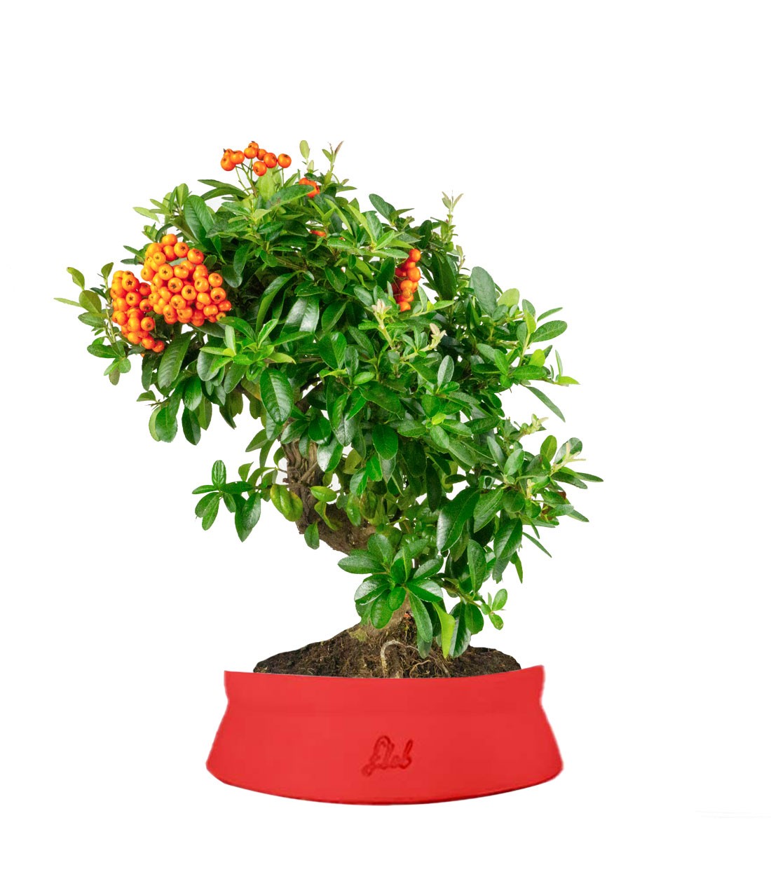 Pyracantha