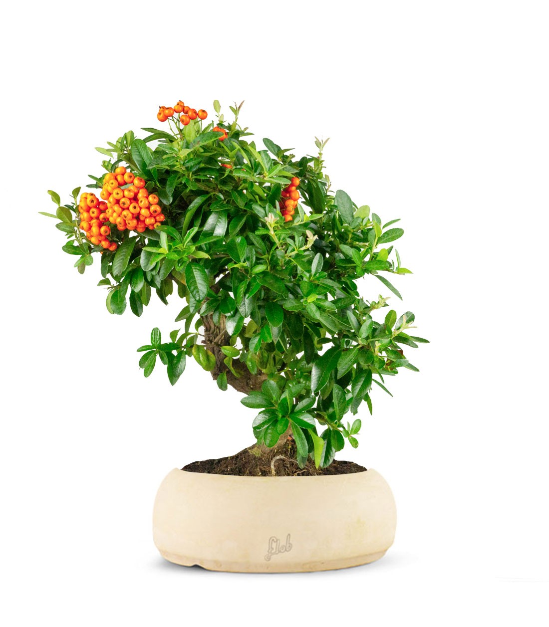Pyracantha