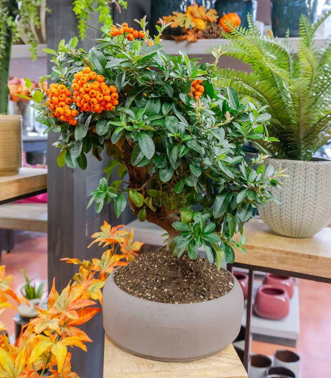 Pyracantha