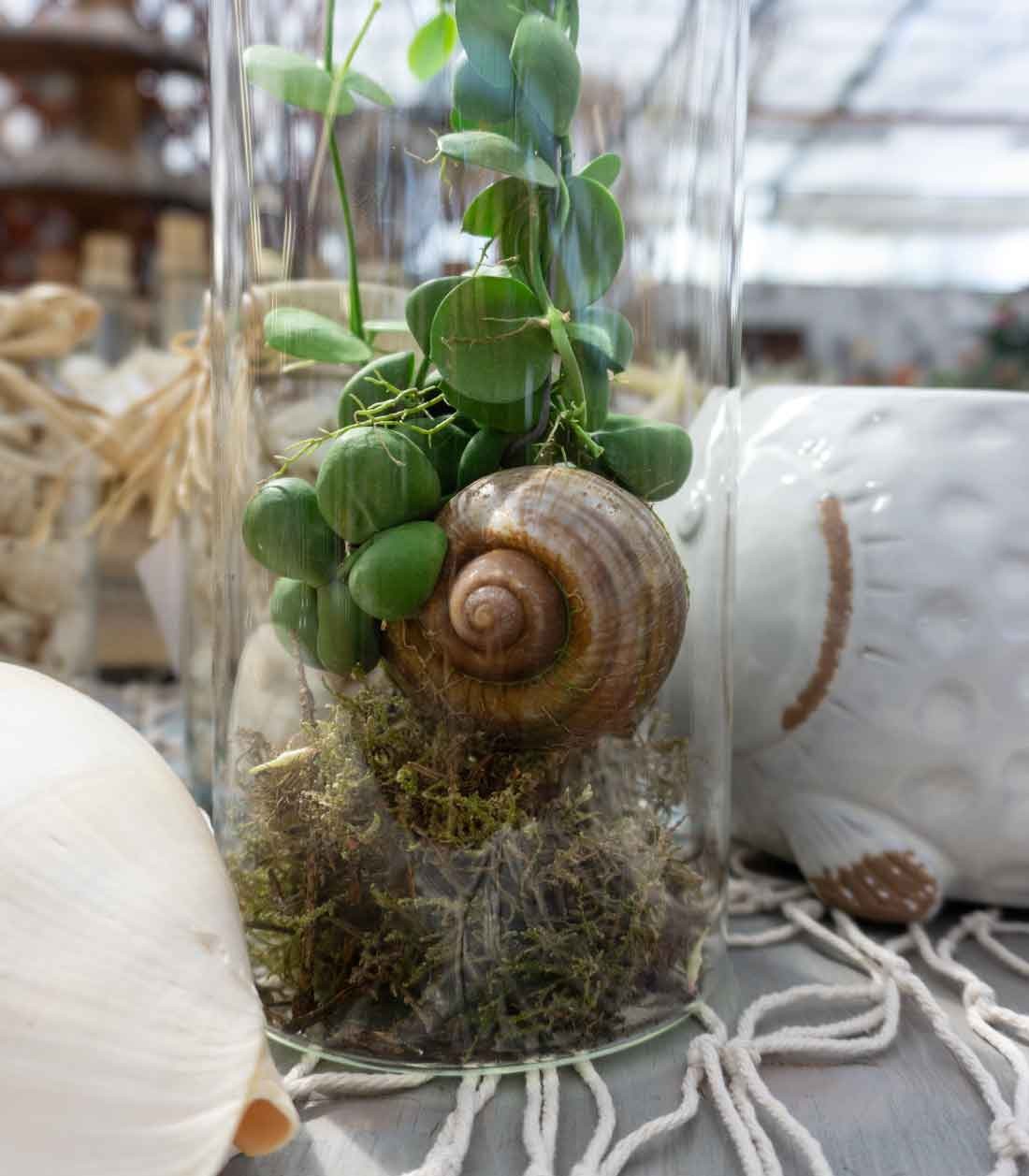 Dischidia