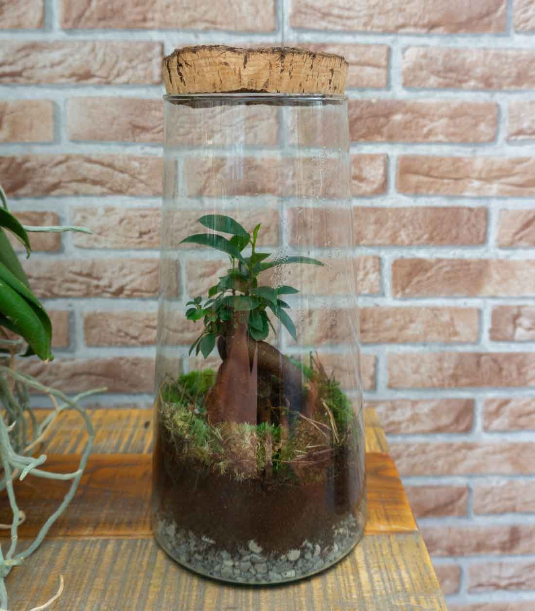 Ficus Ginseng in terrarium